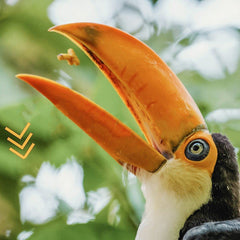 jungle fruits rain forest toucan 